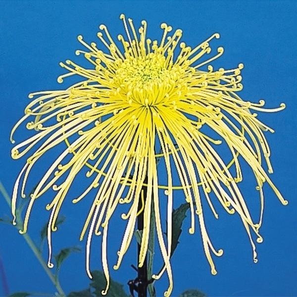 菊苗 大菊 岸の秋鈴 1芽