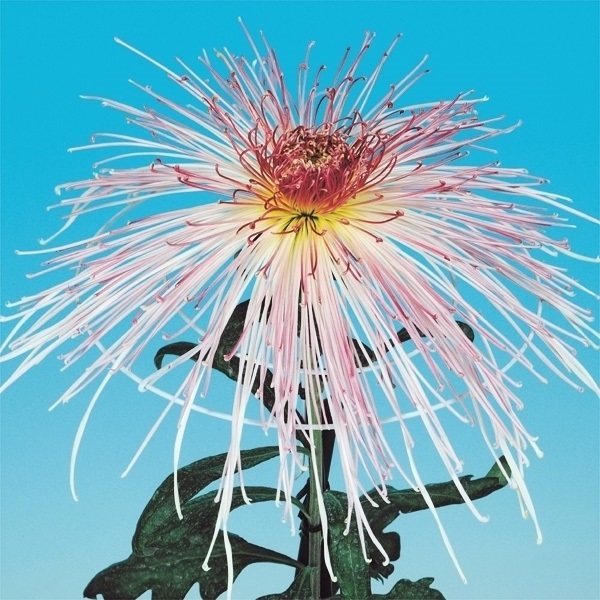 菊苗 大菊 泉郷赤トンボ 1芽