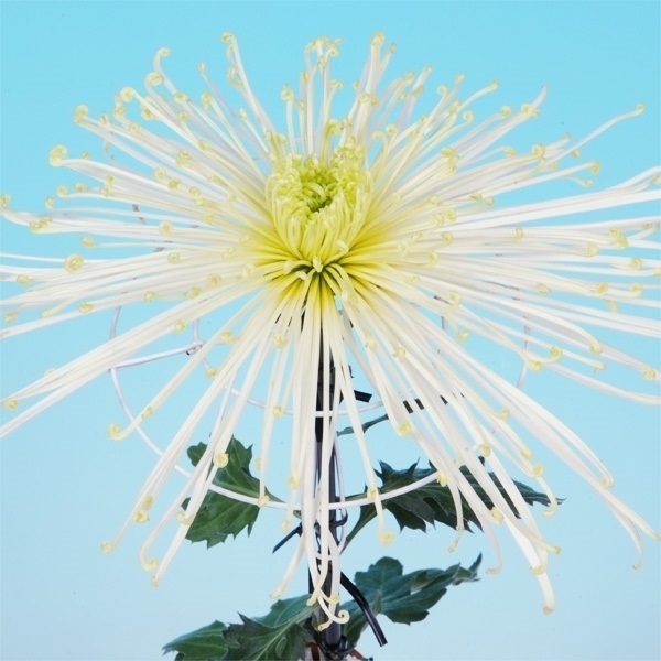 菊苗 大菊 泉郷朝月夜 1芽