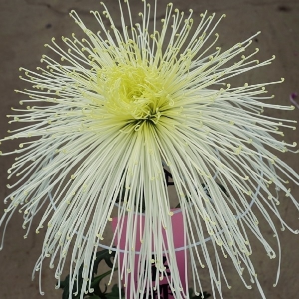 菊苗 大菊 泉郷雨水 1芽