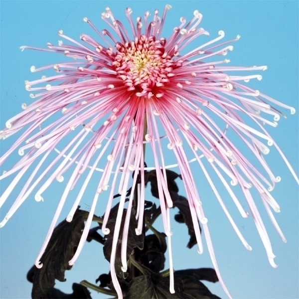 菊苗 大菊 泉郷かなた 1芽