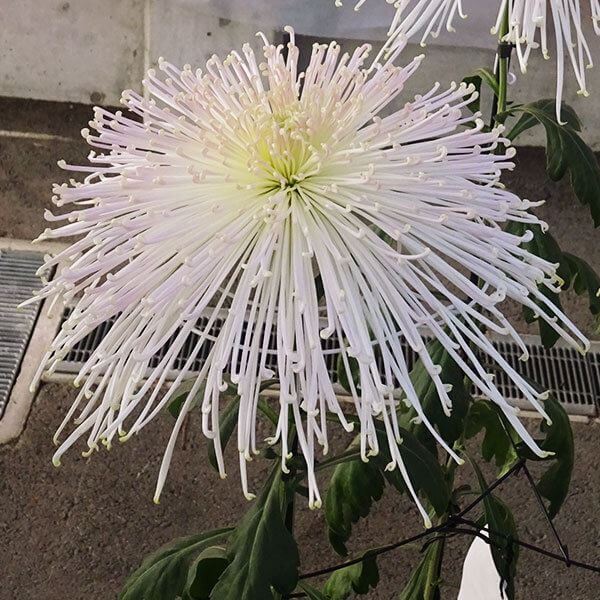 菊苗 大菊 泉郷霧小町 1芽