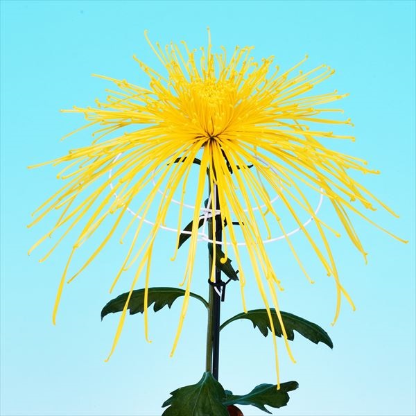 菊苗 大菊 泉郷小唄 1芽