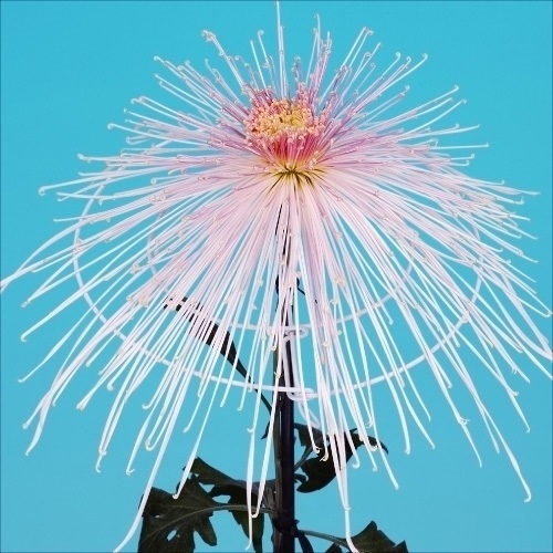 菊苗 大菊 泉郷秀歌 1芽
