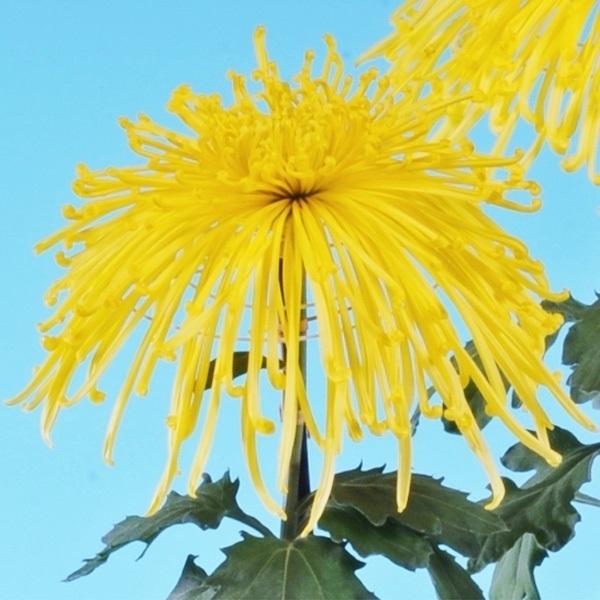 菊苗 大菊 泉郷寿水 1芽