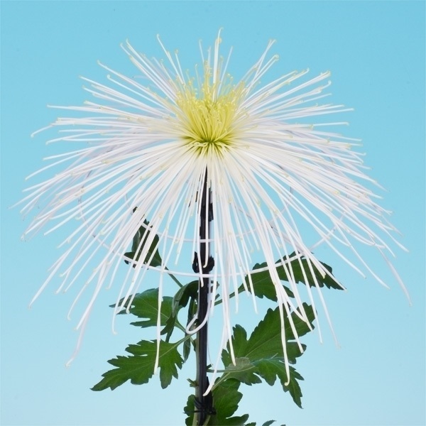 菊苗 大菊 泉郷秋涼 1芽
