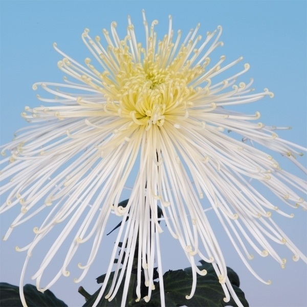 菊苗 大菊 泉郷水戦 1芽