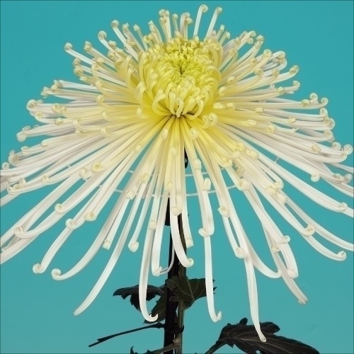 菊苗 大菊 泉郷誓詞 1芽