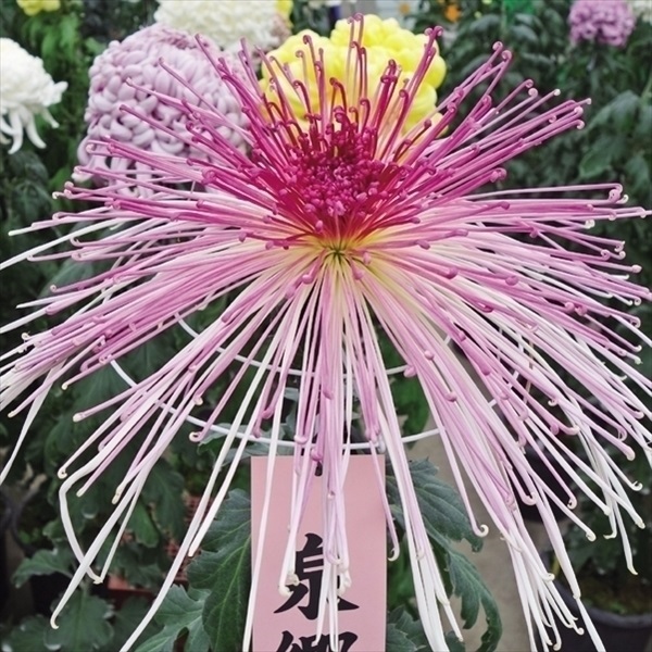 菊苗 大菊 泉郷卒寿曲 1芽