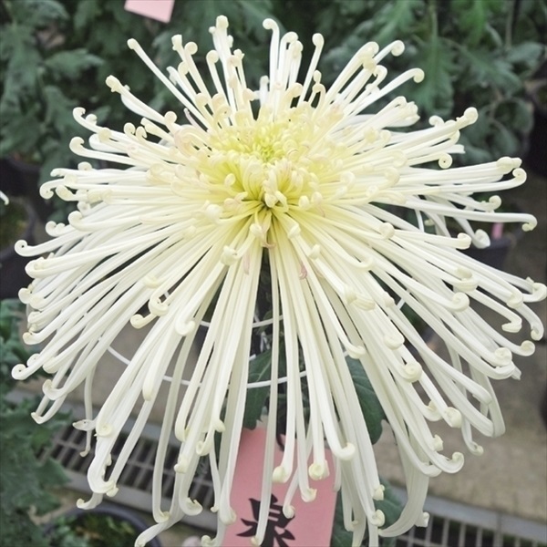 菊苗 大菊 泉郷卒寿局 1芽