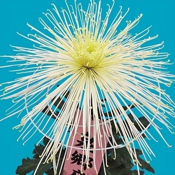 菊苗 大菊 泉郷卒寿楽 1芽