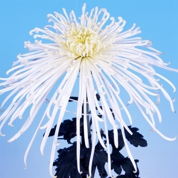 菊苗 大菊 泉郷長江 1芽