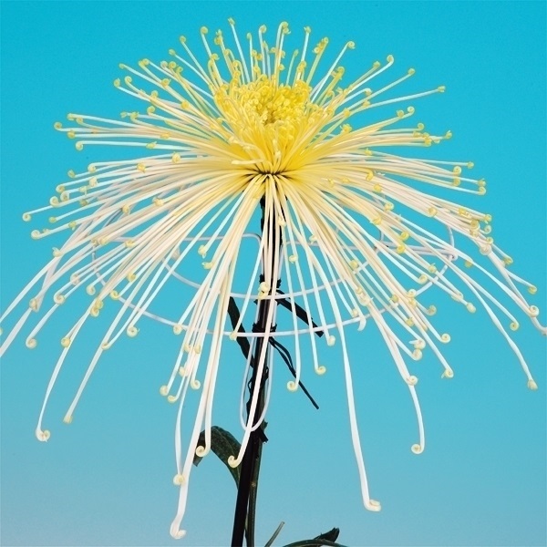 菊苗 大菊 泉郷月見草 1芽