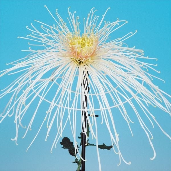 菊苗 大菊 泉郷鉄路 1芽