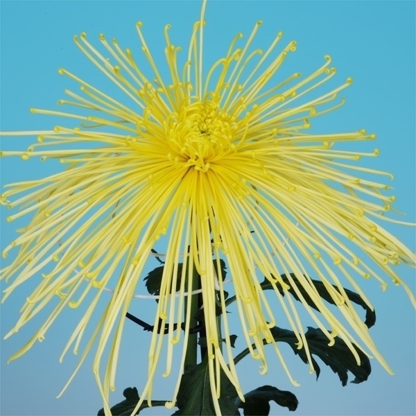 菊苗 大菊 泉郷峠の夕 1芽