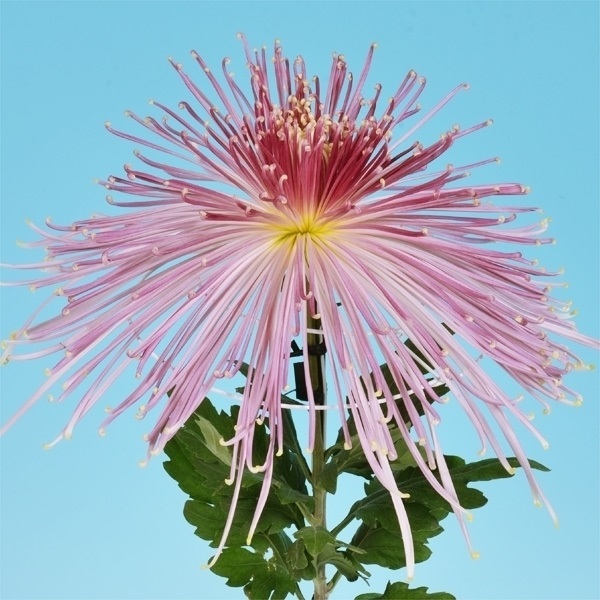 菊苗 大菊 泉郷俳人 1芽