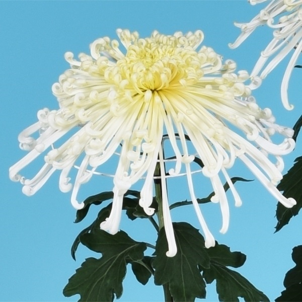 菊苗 大菊 泉郷白露 1芽