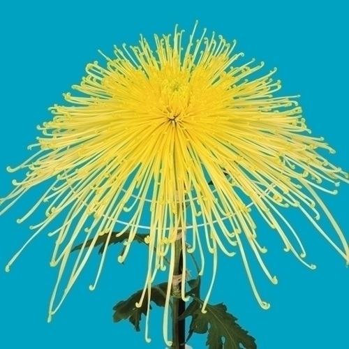 菊苗 大菊 泉郷八十八夜 1芽