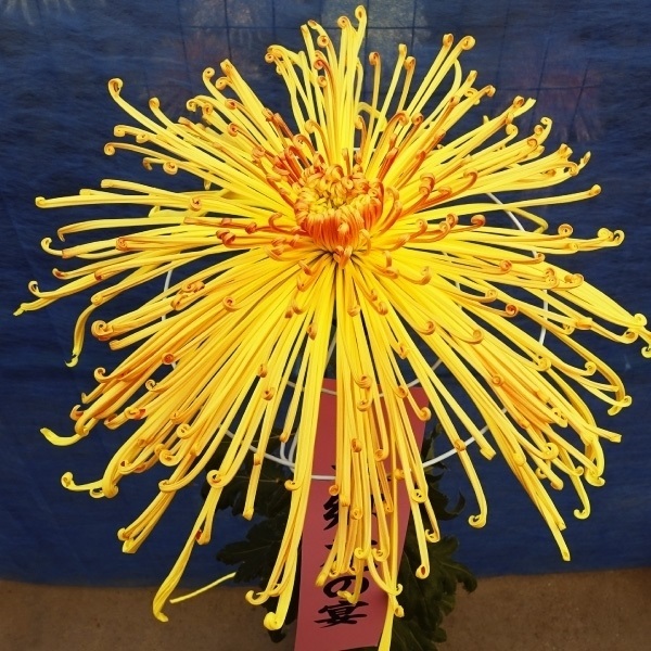菊苗 大菊 泉郷花の宴 1芽