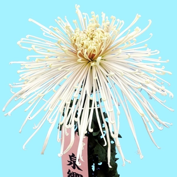 菊苗 大菊 泉郷浜娘 1芽