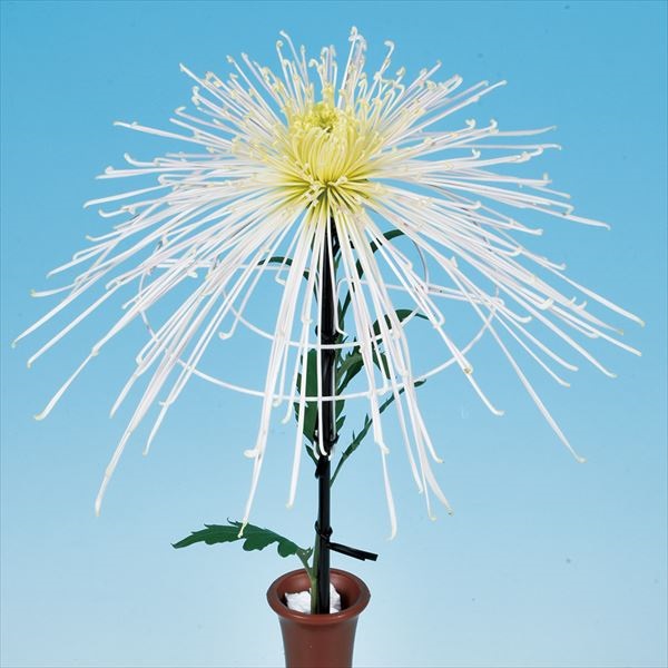 菊苗 大菊 泉郷星月夜 1芽