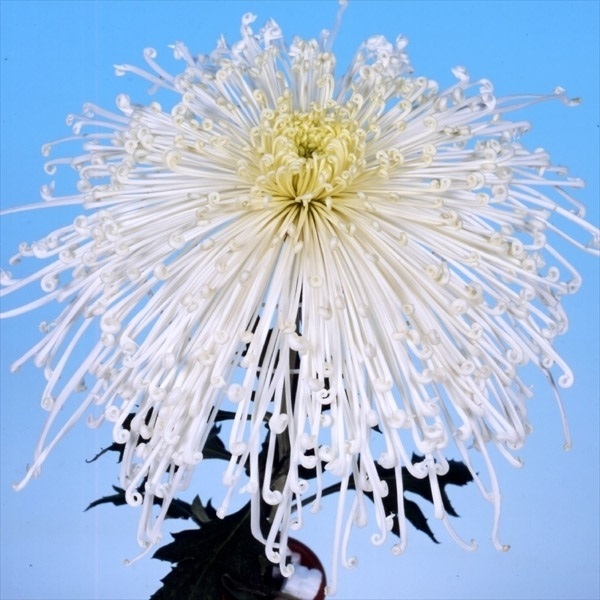 菊苗 大菊 泉郷螢川 1芽