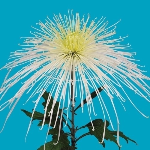 菊苗 大菊 泉郷麻衣 1芽