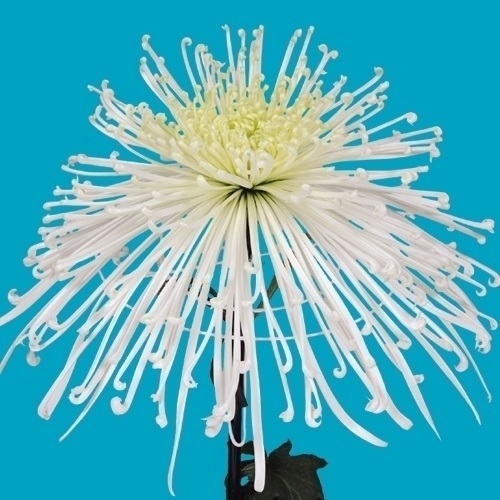 菊苗 大菊 泉郷丸木舟 1芽