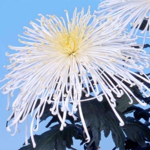 菊苗 大菊 泉郷雪明り 1芽