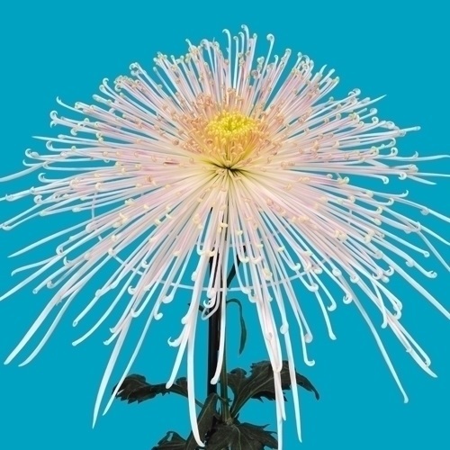 菊苗 大菊 泉郷余音 1芽