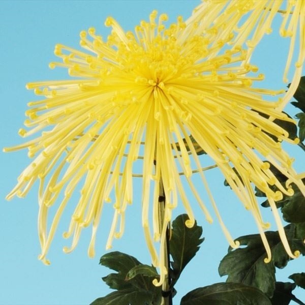 菊苗 大菊 清見の黄霞 1芽