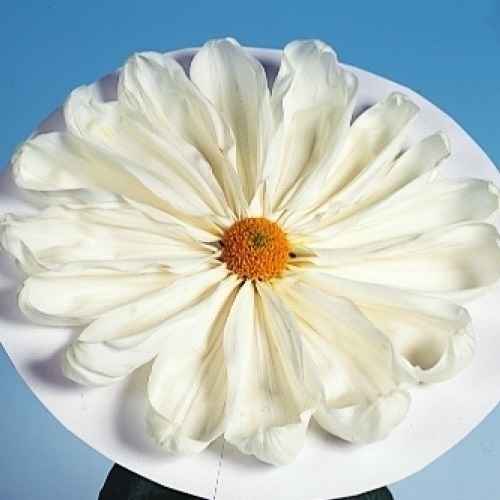 菊苗 大菊 岸の巴里 1芽