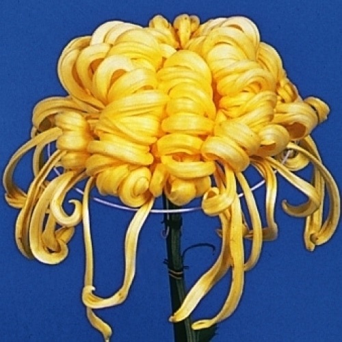 菊苗 大菊 華厳の滝 1芽