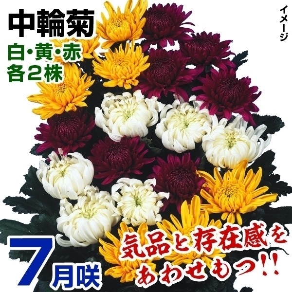 菊苗 特選7月咲中輪菊セット 3種6株(各2株・名称付)