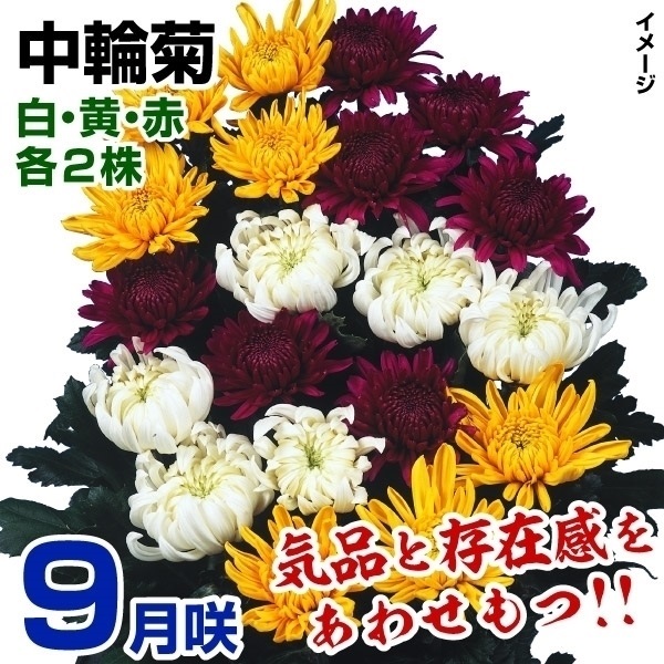 菊苗 特選9月咲中輪菊セット 3種6株(各2株・名称付)