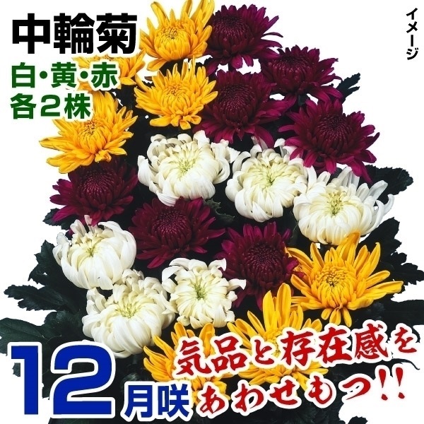 菊苗 特選12月咲中輪菊セット 3種6株(各2株・名称付)