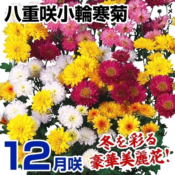 菊苗 12月咲八重咲小輪寒菊セット(花色見計らい・名称付) 3種6株