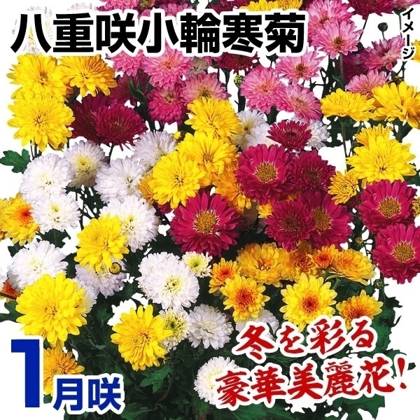 菊苗 1月咲八重咲小輪寒菊セット(花色見計らい・名称付) 3種6株