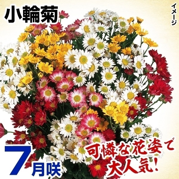 菊苗 7月咲小輪セット 10株（花色見計らい・名称なし）