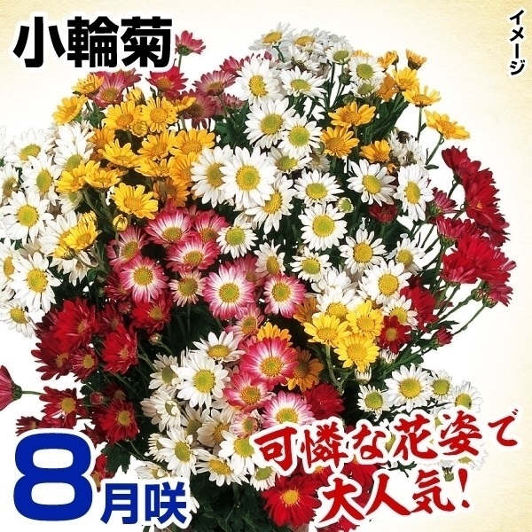 菊苗 8月咲小輪セット 10株（花色見計らい・名称なし）