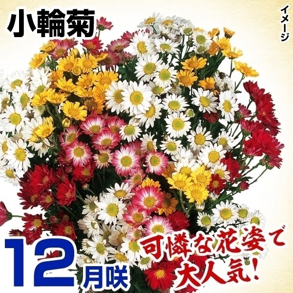 菊苗 12月咲小輪セット 10株（花色見計らい・名称なし）