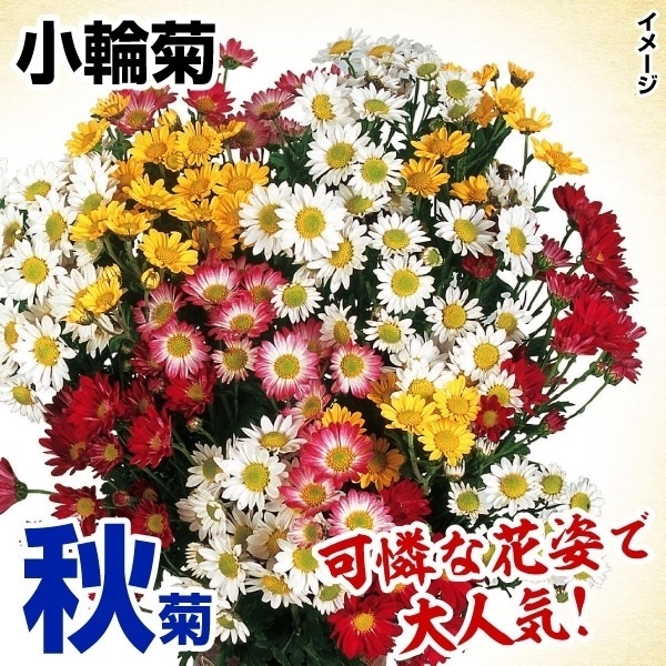 菊苗 秋菊小輪セット 18株（花色見計らい・名称なし)