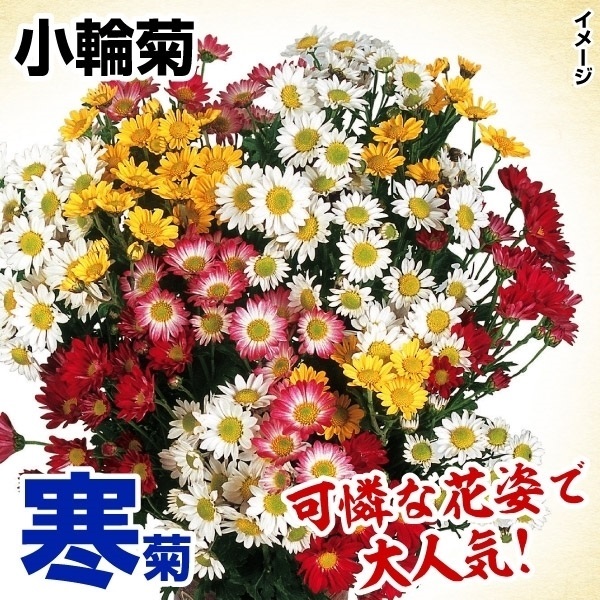 菊苗 寒菊小輪セット 18株（花色見計らい・名称なし)