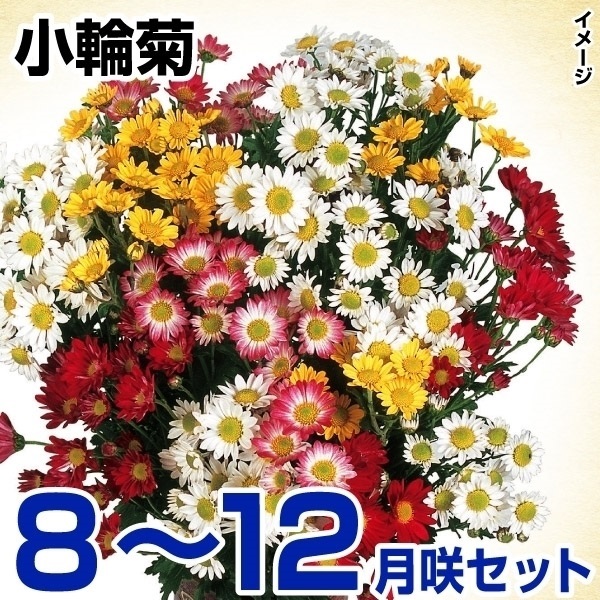 菊苗 8～12月まで楽しむ小輪菊セット 15種30株(各2株)