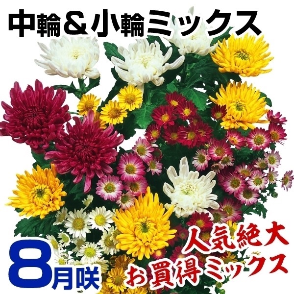 菊苗 8月咲中輪＆小輪ミックス(花色見計らい・名称なし)