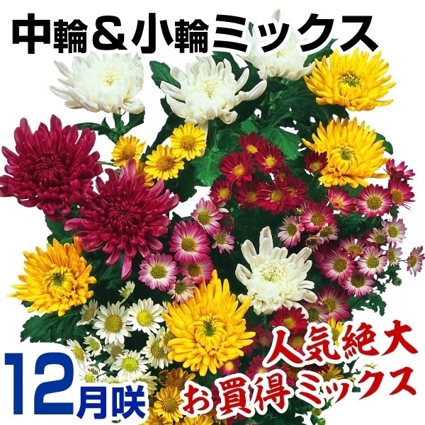 菊苗 12月咲中輪＆小輪ミックス(花色見計らい・名称なし)