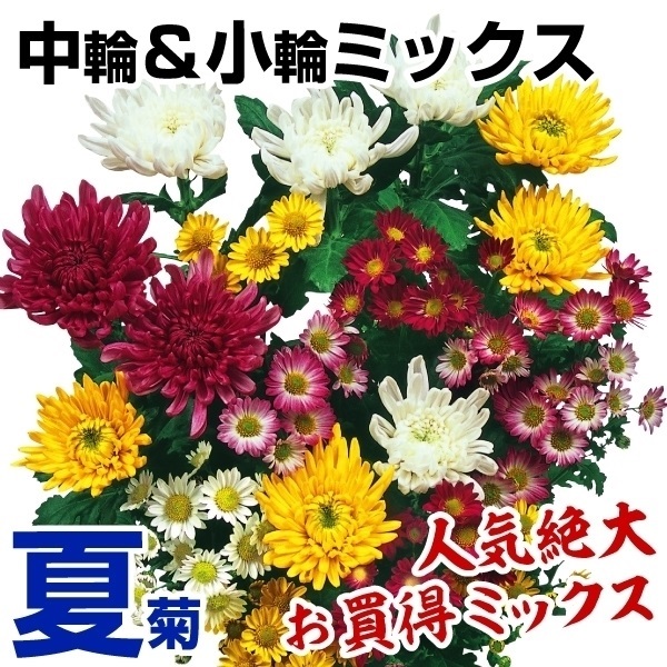 菊苗 夏菊中輪＆小輪ミックス(花色見計らい・名称なし)