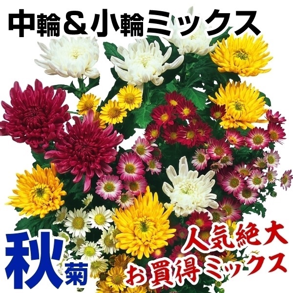 菊苗 秋菊中輪＆小輪ミックス(花色見計らい・名称なし) 10株