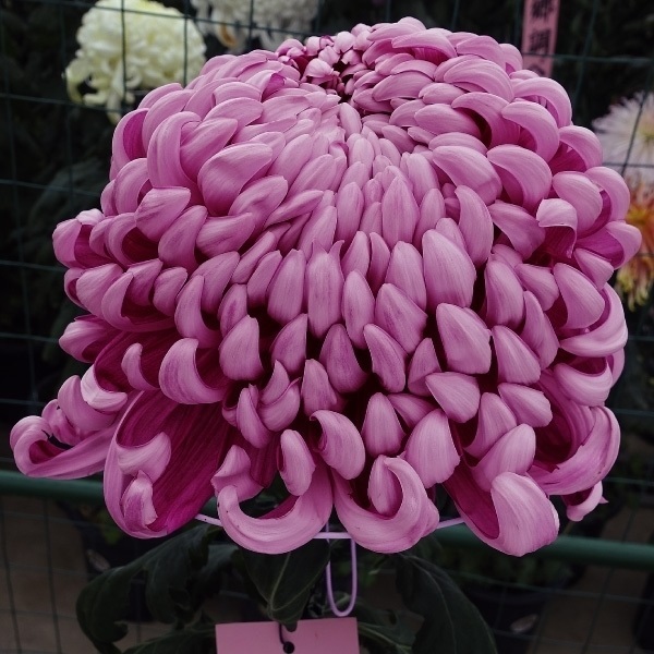 菊苗 大菊 国華明衣 1芽