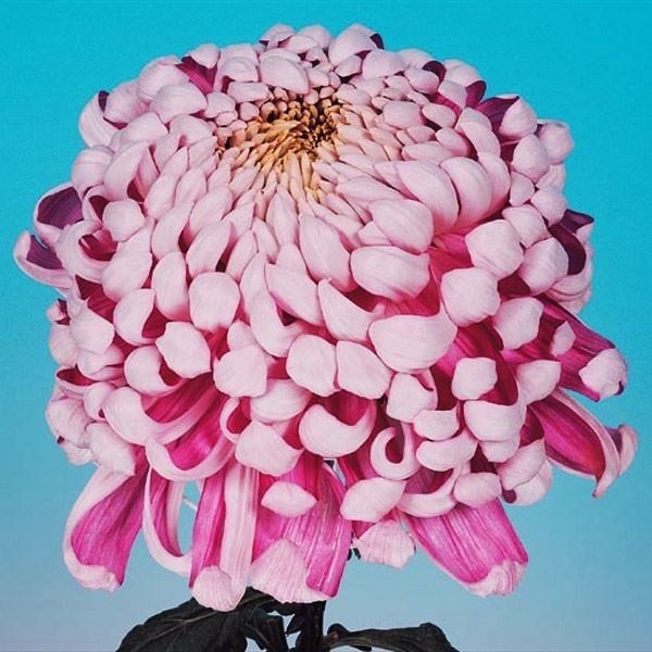 菊苗 大菊 国華阿蘇 1芽